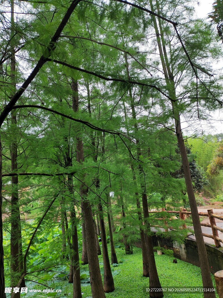 林间木栈道 绿意盎然之景