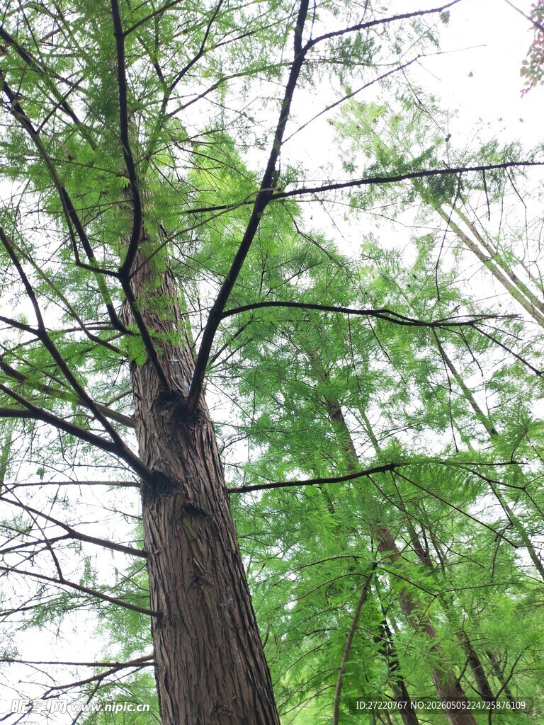 挺拔水杉树的绿意景致