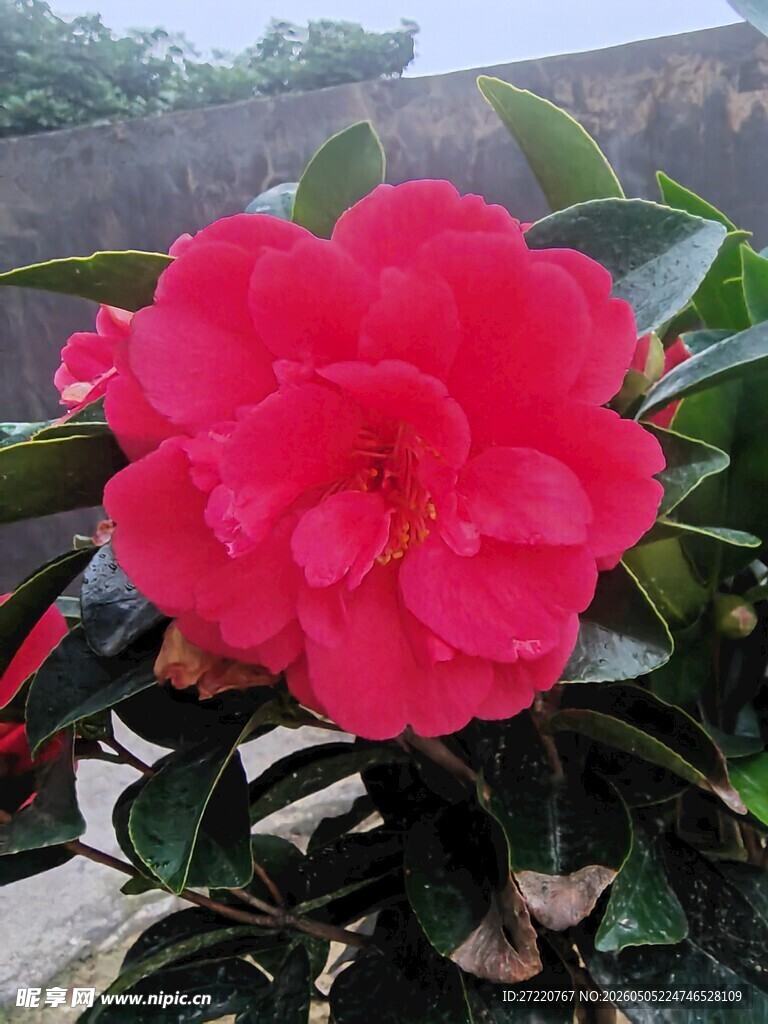 艳丽盛开的红色山茶花