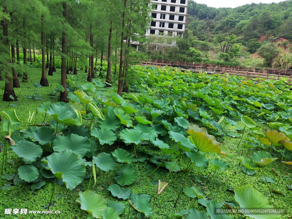 荷塘边的绿树与远处建筑