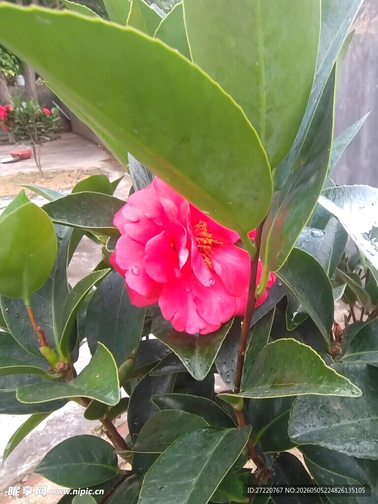 娇艳盛开的粉色山茶花