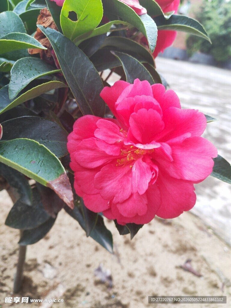 娇艳粉红山茶花绽放