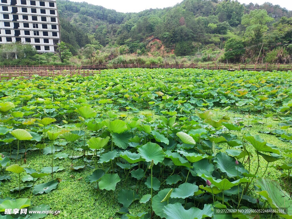 盛夏荷塘风光