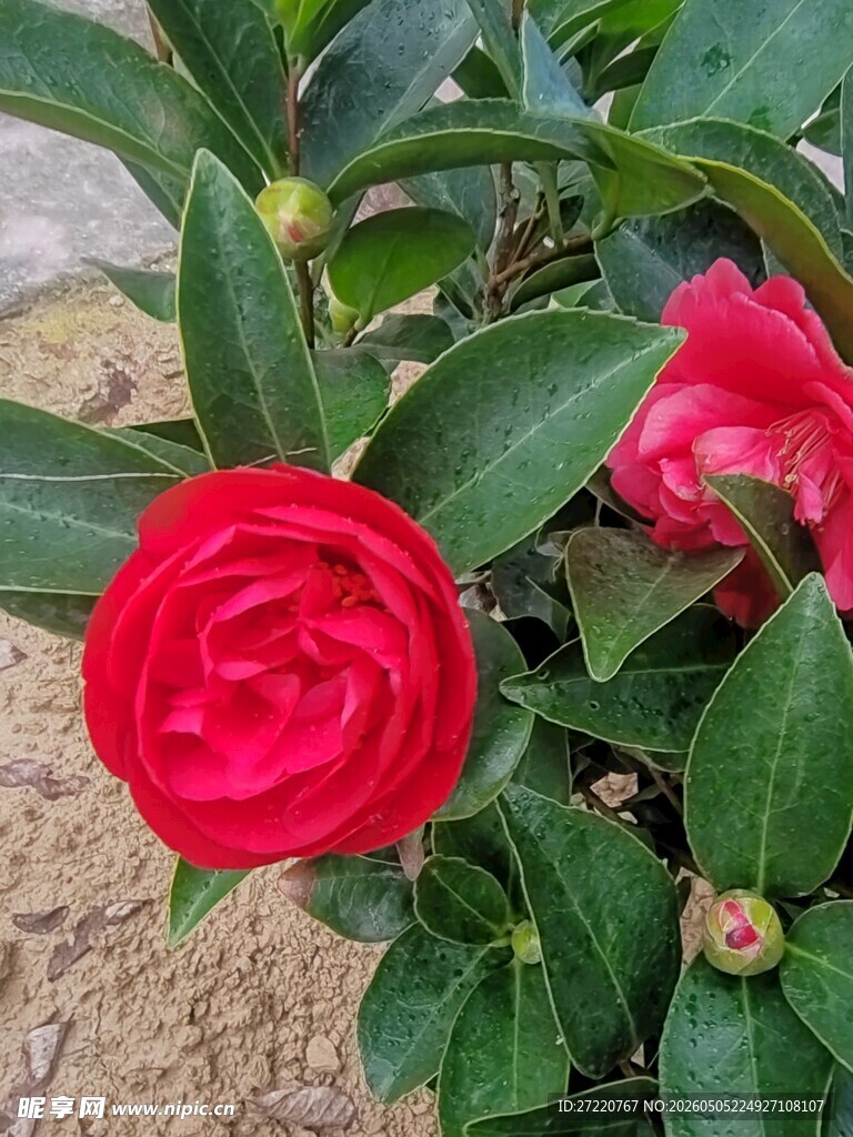 娇艳红山茶绽放绿叶间