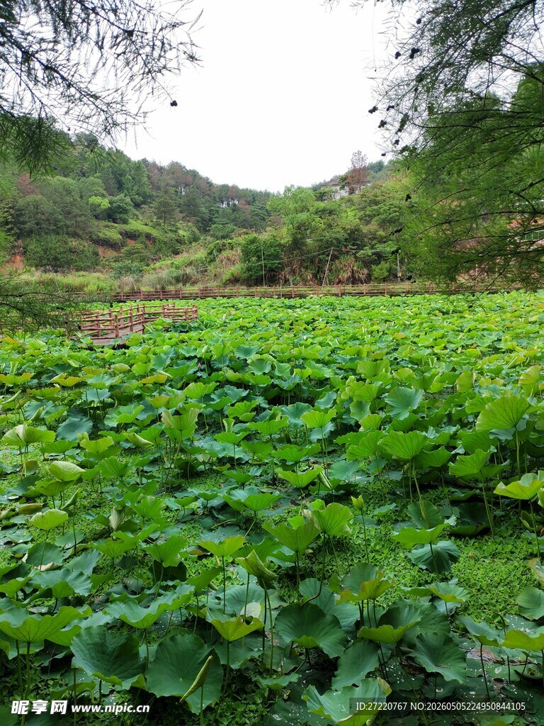 盛夏荷塘 园好风光