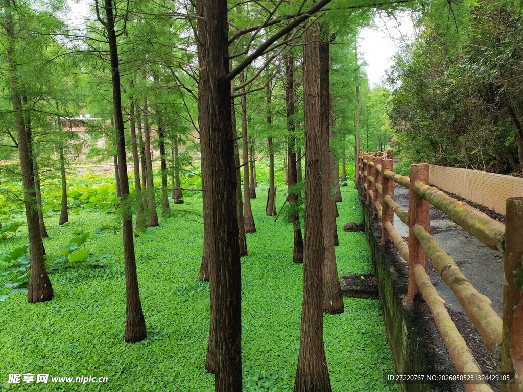 林间木栈道 绿意盎然景