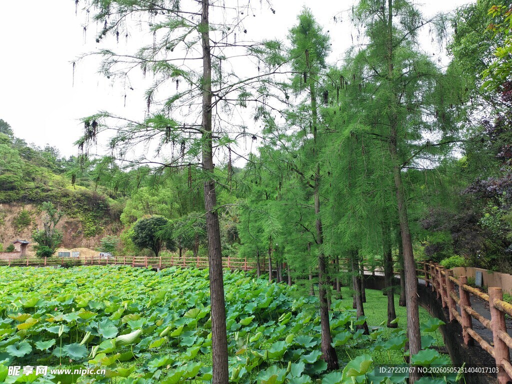 荷塘林间木栈道美景