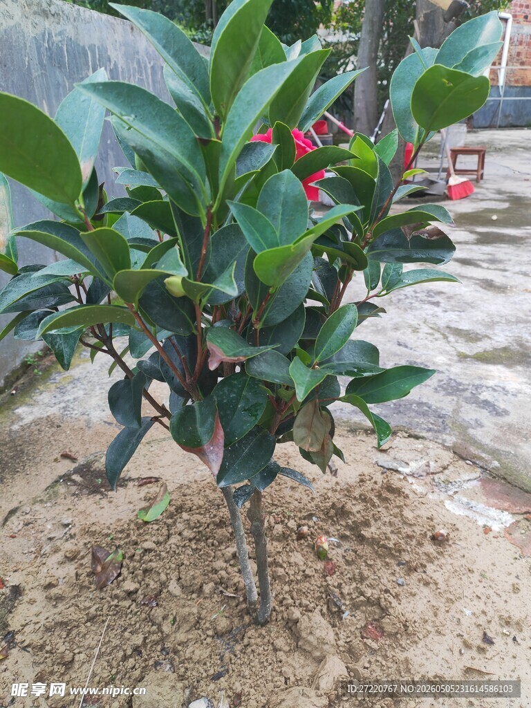 绿叶红花的盆栽植物