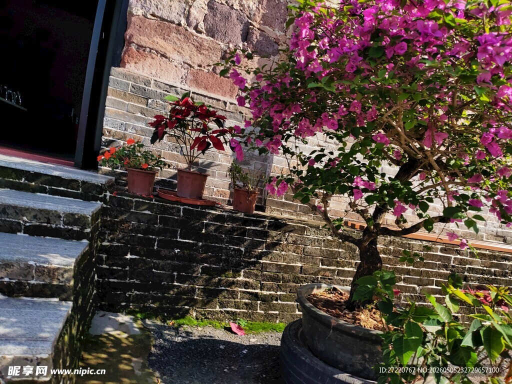 庭院中的美丽盆栽花卉
