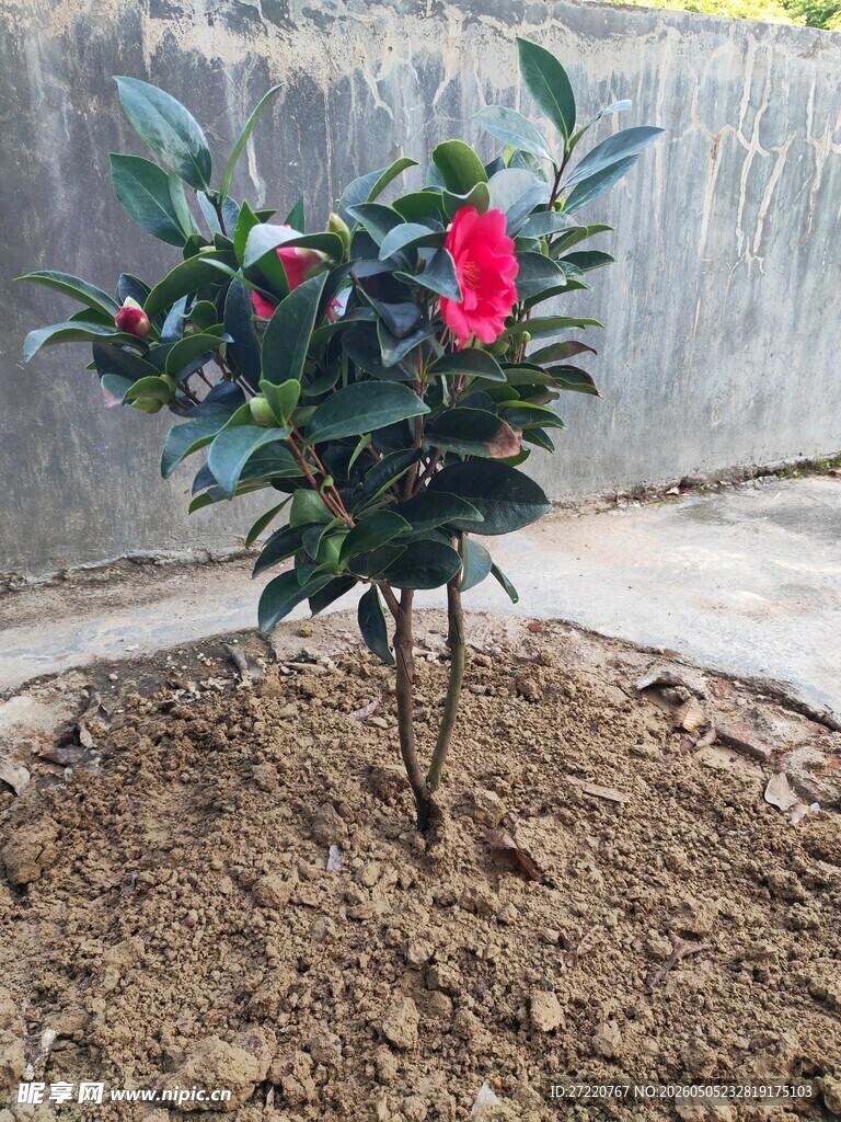 新植艳丽花卉小树苗