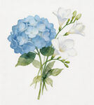 蓝白绣球花插画