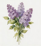 紫色丁香花插画