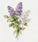 紫白丁香花束插画