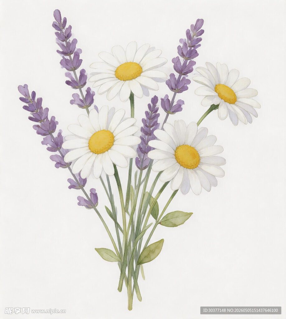 薰衣草与雏菊插画组合