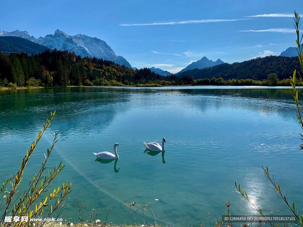湖畔天鹅与青山碧水美景