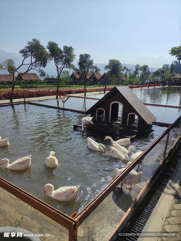 池塘中鸭群与小屋景象