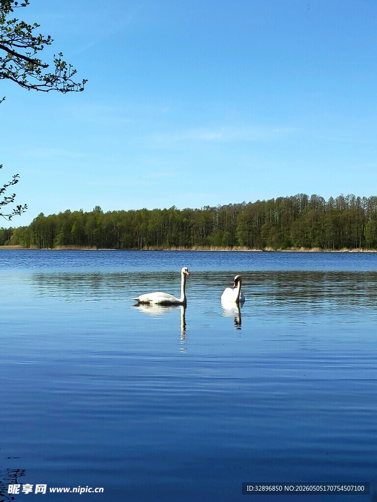 湖面双天鹅的静谧美景