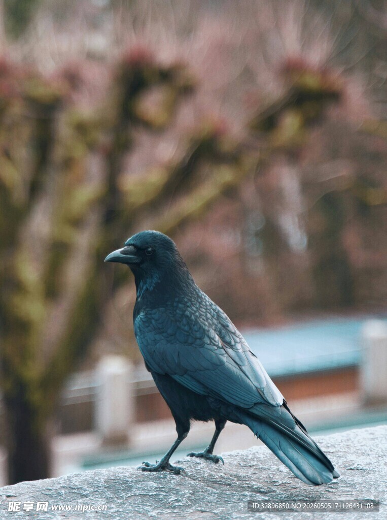 岩石上的黑鸟
