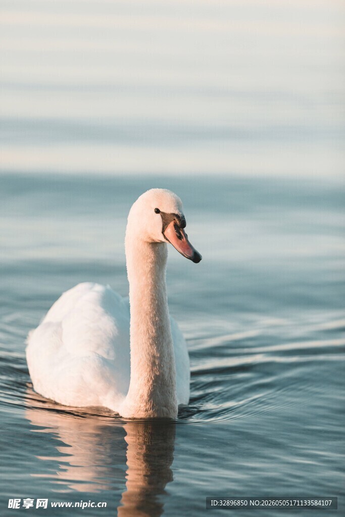 优雅天鹅在湖面悠然漂浮