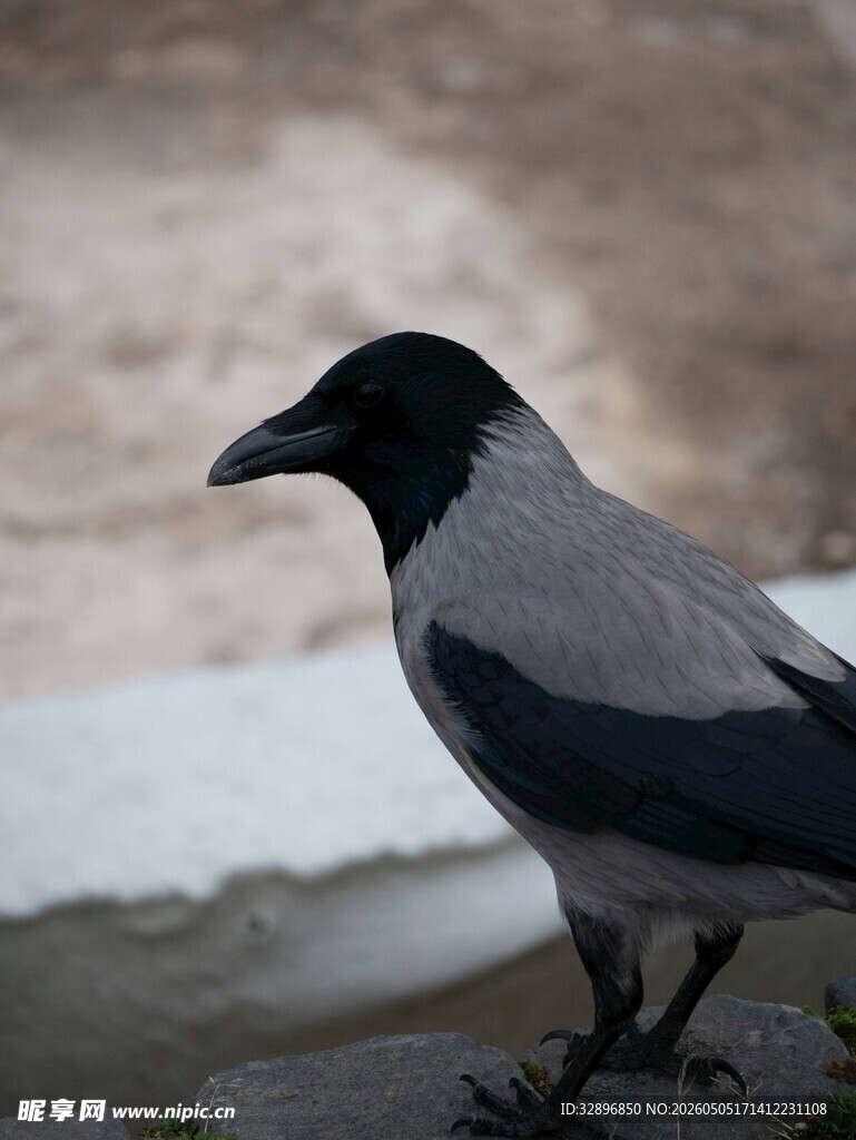 站在石上的灰黑色乌鸦