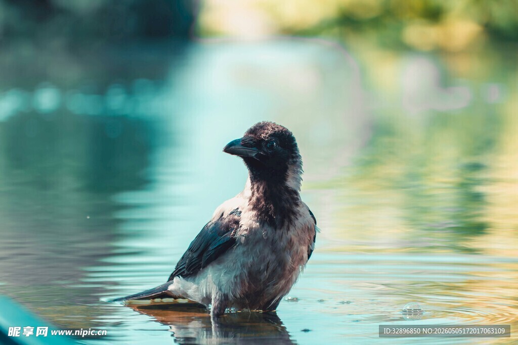 水中站立的小鸟