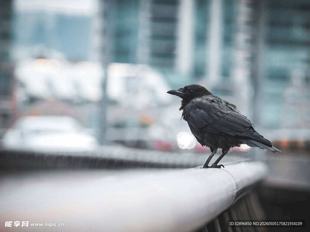 栏杆上的黑鸟