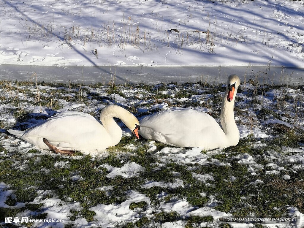 雪地中的优雅天鹅
