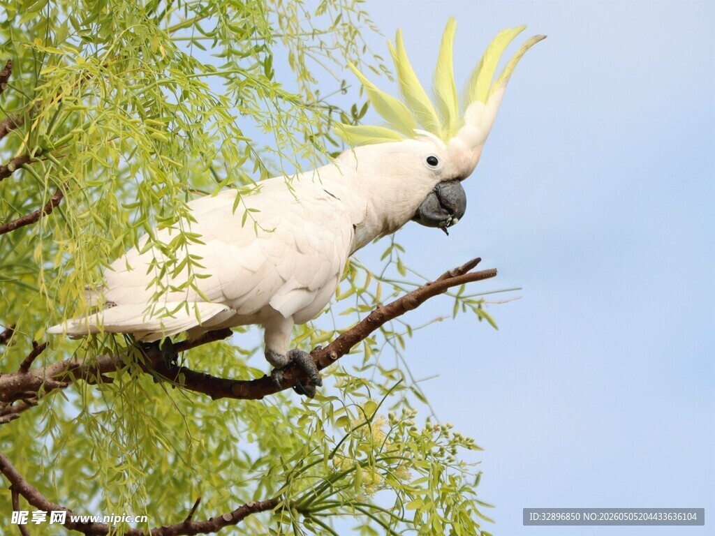 枝头白鹦鹉