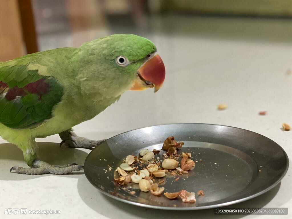 绿鹦鹉进食小碟中的食物