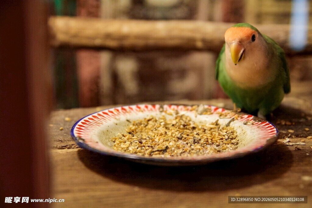 鹦鹉进食