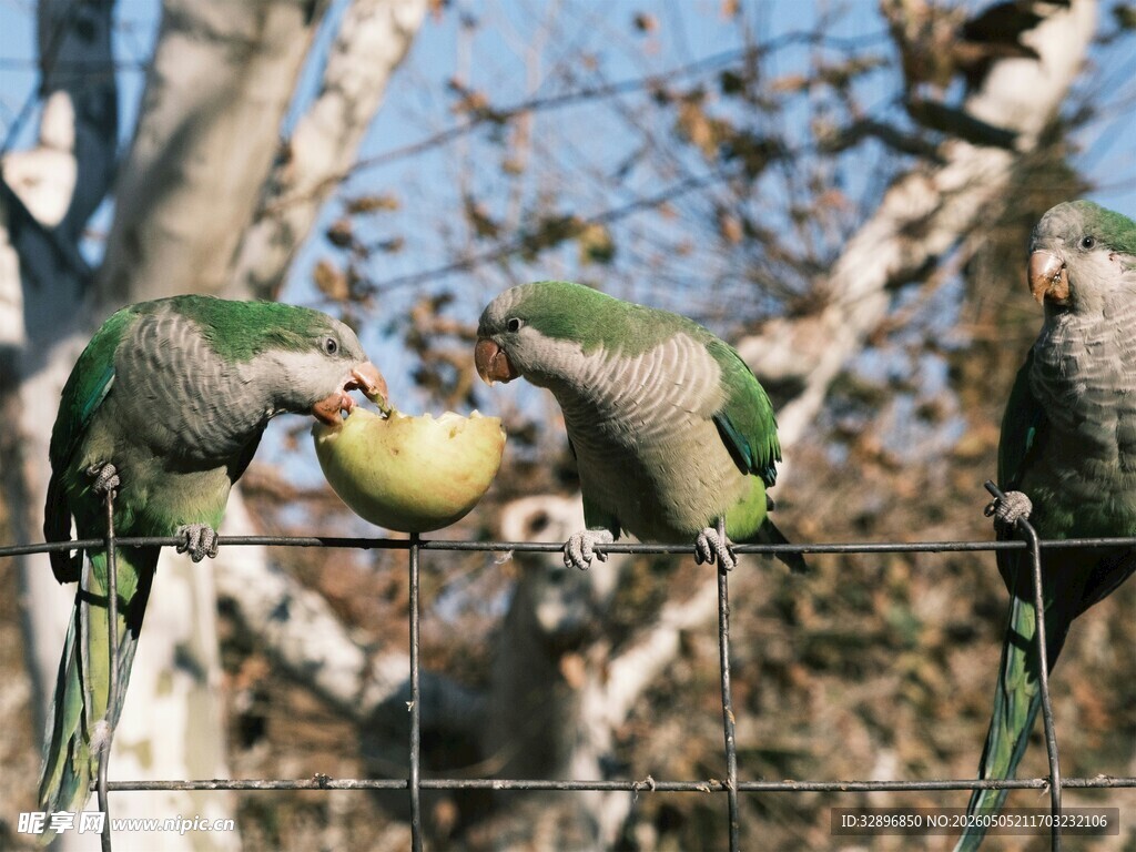 鹦鹉共食苹果画面温馨