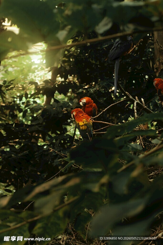 阳光下的艳丽橙花