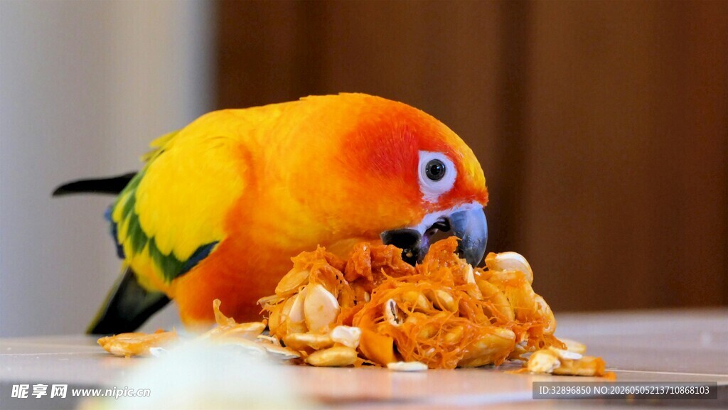 鹦鹉享用美味食物