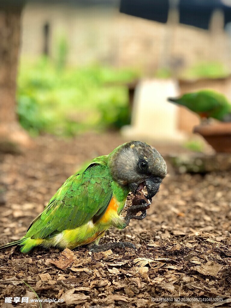 多彩鹦鹉于地面觅食