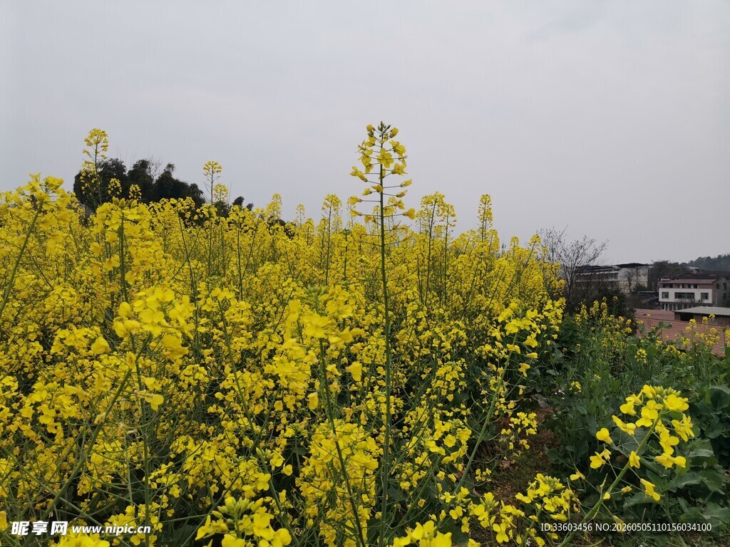 金黄油菜花田美丽景致