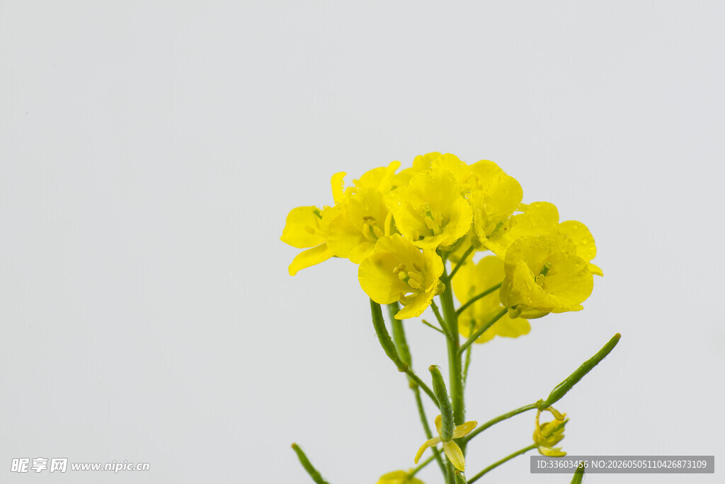 一枝绽放的黄色油菜花