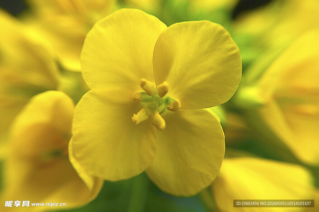 黄色小花特写