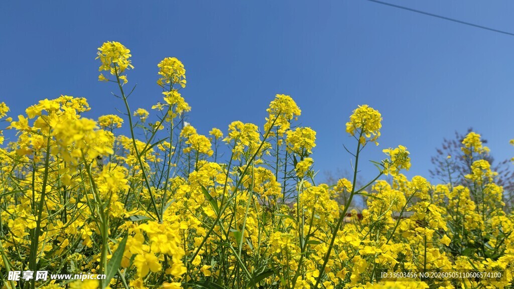 金黄油菜花绽放蓝天之下