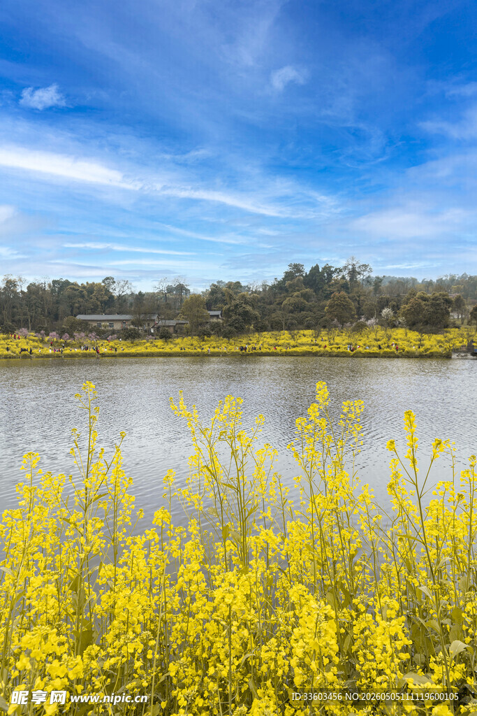 湖畔黄花盛放的美丽景致