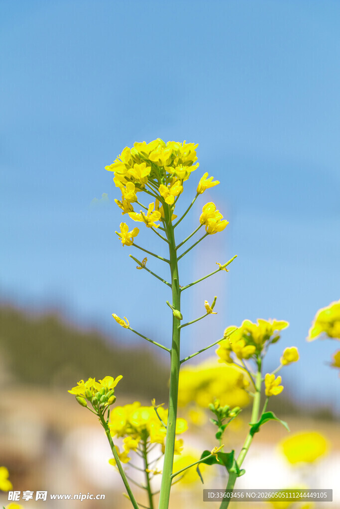 春日绽放的灿烂油菜花