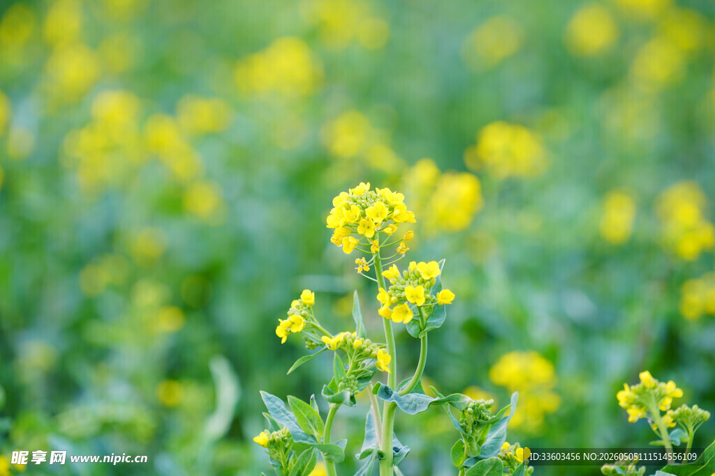 春日油菜花田美景