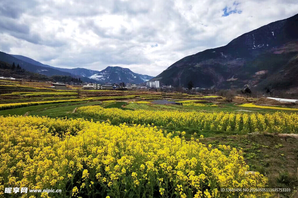 金黄花海映衬山间美景