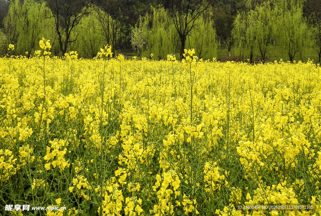 金黄油菜花田