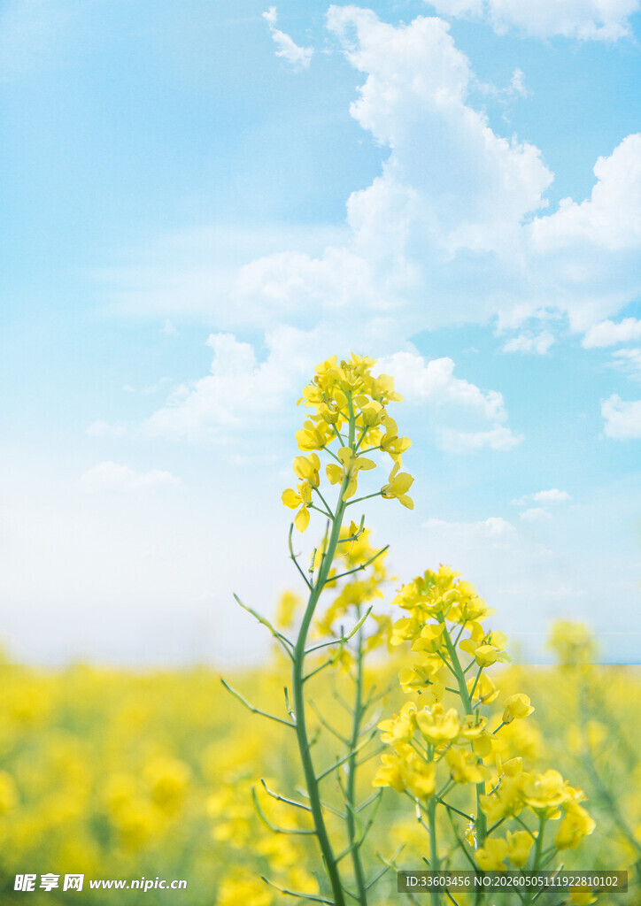 春日油菜花田美景