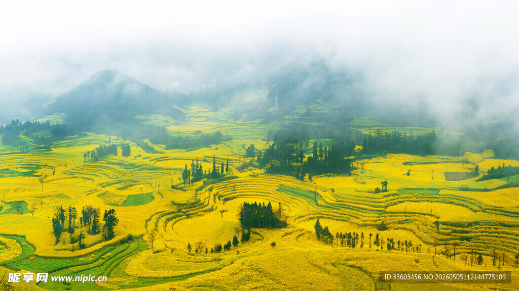 金黄梯田云海中的美景