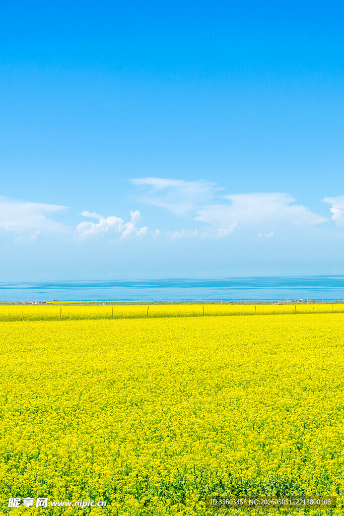 金黄花海与蓝天相映成趣