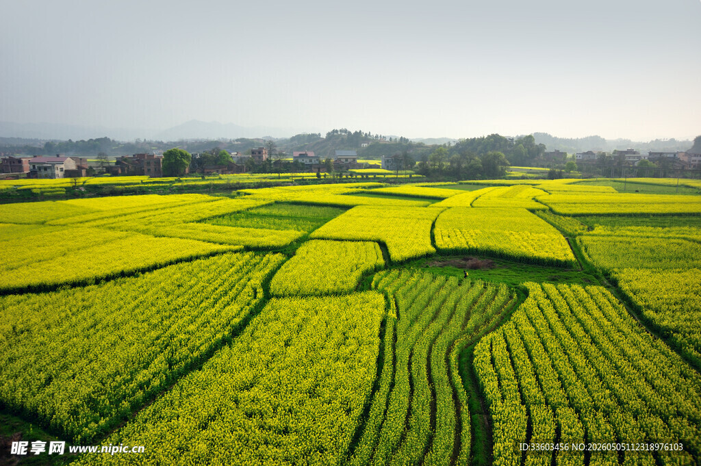 春日田园油菜花田美景