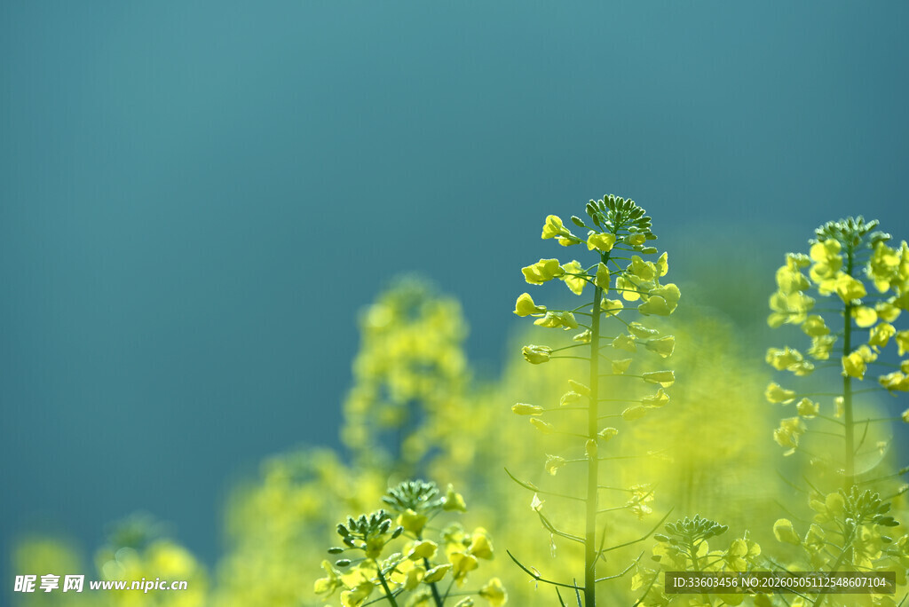 春日油菜花绽放美景