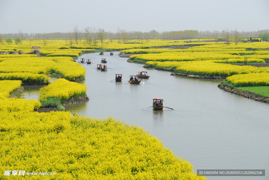水乡油菜花间的船只美景