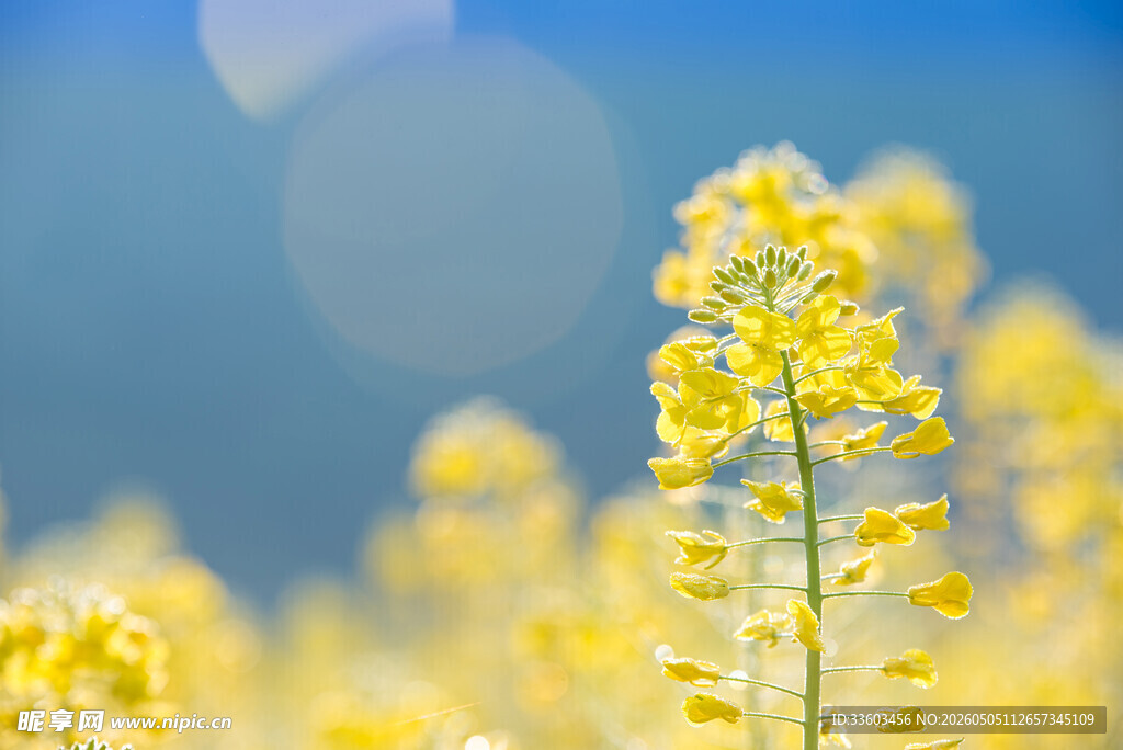 春日油菜花绽放美景